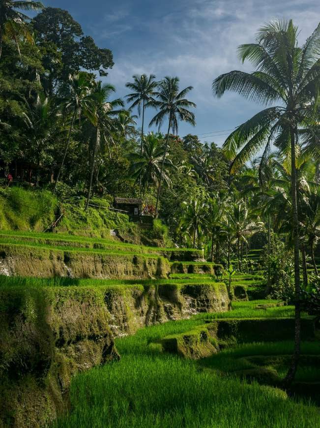 Sambangan rice terraces